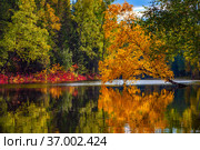 Red autumn leaves reflecting in the water. Стоковое фото, фотограф Владимир Мельников / Фотобанк Лори