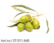 Agriculture of Gran Canaria - small twigs of olive tree Olea europaea from Tirajana municipalities, isolated on white. Стоковое фото, фотограф Tamara Kulikova / Фотобанк Лори