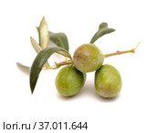 Agriculture of Gran Canaria - small twigs of olive tree Olea europaea from Tirajana municipalities, isolated on white. Стоковое фото, фотограф Tamara Kulikova / Фотобанк Лори