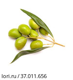 Agriculture of Gran Canaria - small twigs of olive tree Olea europaea from Tirajana municipalities, isolated on white. Стоковое фото, фотограф Tamara Kulikova / Фотобанк Лори
