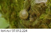 Кавказские горы. Улитка на стволе дерева. The Caucasus Mountains. A snail on a tree trunk. Стоковое видео, видеограф Евгений Романов / Фотобанк Лори