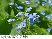Цветущая брунера крупнолистная (лат. Brunnera macrophylla) крупным планом. Стоковое фото, фотограф Елена Коромыслова / Фотобанк Лори