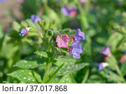 Медуница сахарная, или пятнистая (лат. Pulmonaria saccharata) крупным планом. Стоковое фото, фотограф Елена Коромыслова / Фотобанк Лори
