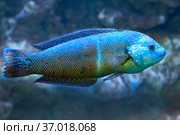 Губан (Halichoeres wrasses). Морская рыба. Стоковое фото, фотограф Татьяна Белова / Фотобанк Лори