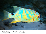 Золотой полосатый окунь или Симфорихт синеполосый (Symphorichthys spilurus) Стоковое фото, фотограф Татьяна Белова / Фотобанк Лори