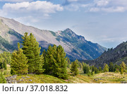 Siberian cedars in mountain valley (2014 год). Редакционное фото, фотограф Виктор Никитин / Фотобанк Лори