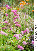 Sanguisorba obtusa, Burnet, Japanese Burnet, Japanese Bottlebrush plants in bloom. Стоковое фото, фотограф Короленко Елена / Фотобанк Лори