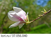 Цветок  магнолии гибридной (Magnolia) крупным планом. Стоковое фото, фотограф Ирина Борсученко / Фотобанк Лори