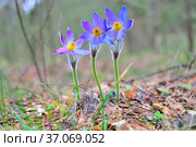 Prostrel (Pulsatilla): a perennial herbaceous plant of the Buttercup family. It was taken in the Turov forest area of Serpukhov district. Russia, Moscow Region, 2020. Стоковое фото, фотограф Владимир Литвинов / Фотобанк Лори