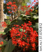 Flowering tropical shrub Clerodendrum speciosum. Стоковое фото, фотограф Irina Opachevsky / Фотобанк Лори