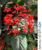 Flowering tropical shrub Clerodendrum speciosum (2021 год). Редакционное фото, фотограф Irina Opachevsky / Фотобанк Лори