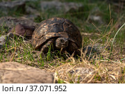 Greek tortoise Testudo graeca in the wild. Стоковое фото, фотограф Евгений Харитонов / Фотобанк Лори