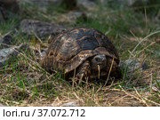 Greek tortoise Testudo graeca in the wild. Стоковое фото, фотограф Евгений Харитонов / Фотобанк Лори
