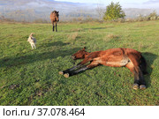 Foal lying on a green meadow and a dog. Стоковое фото, фотограф Яна Королёва / Фотобанк Лори