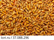 Wheat seeds, cereal seeds with red seed dressing or seed treatment. Стоковое фото, фотограф Ольга Сейфутдинова / Фотобанк Лори