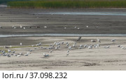 Grey heron, Ardea cinerea, and many seagull on the sand pond beach at hot summer day. Стоковое видео, видеограф Dzmitry Astapkovich / Фотобанк Лори