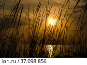 Солнце в высокой траве. Закат на море. Стоковое фото, фотограф Яковлев Сергей / Фотобанк Лори