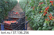 Crates with harvest of ripe red Cherry tomatoes in greenhouse. Стоковое видео, видеограф Яков Филимонов / Фотобанк Лори