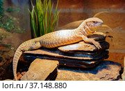Капский варан (англ. Cape monitor, savanna monitor, Bosc’s Monitor ), (лат. Varanus exanthematicus) Стоковое фото, фотограф Галина Савина / Фотобанк Лори