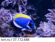 Аквариумная рыба Хирург синий белогрудый Powder Blue Surgeonfish. Стоковое фото, фотограф Галина Савина / Фотобанк Лори