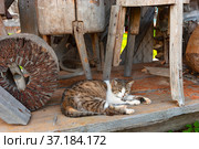 Myshkin city. Myshkin Folk Open-air Museum. National Ethnographic Museum of Wooden Architecture. Millstones of a windmill. Museum exhibits. Resting cat (2011 год). Редакционное фото, фотограф Зобков Юрий / Фотобанк Лори