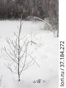 A young tree covered with frost on the background of the forest. Стоковое фото, фотограф Александр Клёнов / Фотобанк Лори