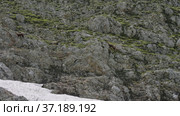 Северный Кавказ, гора Оштен. Кавказские серны на склоне горы. North Caucasus, Mount Oshten. Caucasian chamois (Rupicapra rupicapra caucasica) on the mountainside. (2021 год). Редакционное видео, видеограф Евгений Романов / Фотобанк Лори
