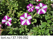Малиново-белые цветы петунии гибридной (лат. Petunia hybrida) Стоковое фото, фотограф lana1501 / Фотобанк Лори