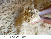 Hands holding bunch of corn flour. Стоковое фото, фотограф Яков Филимонов / Фотобанк Лори