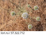 Group of white carlina thistle heads flowers is on a beautiful blurred orange background in fields in summer. Стоковое фото, фотограф Татьяна Куклина / Фотобанк Лори