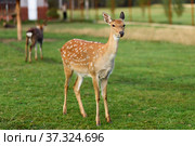 Пятнистый олень (Cervus nippon) Стоковое фото, фотограф Игорь Низов / Фотобанк Лори