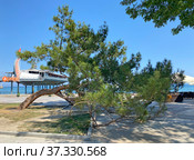 Сосна калабрийская (Pinus brutia) на набережной Ялты, Крым (2021 год). Редакционное фото, фотограф Мария Кылосова / Фотобанк Лори