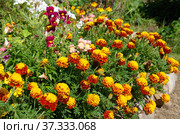 Яркие бархатцы (лат. Tagetes) и львиный зев (лат. Antirrhinum) на клумбе в саду. Стоковое фото, фотограф Елена Коромыслова / Фотобанк Лори