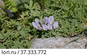 Северный Кавказ. Плато Лаго-Наки. Полевые цветы среди камней. North Caucasus. Lago-Naki Plateau. Wildflowers among the stones. Стоковое видео, видеограф Евгений Романов / Фотобанк Лори
