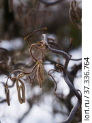 Corylus avellana, contorta, contorted filbert, corkscrew hazel twig with buds and blossoms on snowy winter. Стоковое фото, фотограф Короленко Елена / Фотобанк Лори