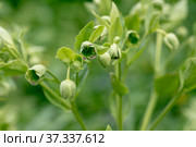 Helleborus foetidus grows and blooms in the garden in spring. Стоковое фото, фотограф Ольга Сейфутдинова / Фотобанк Лори