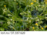 Helleborus foetidus grows and blooms in the garden in spring. Стоковое фото, фотограф Ольга Сейфутдинова / Фотобанк Лори
