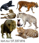 Collection of felidae family animals isolated on white. Стоковое фото, фотограф Яков Филимонов / Фотобанк Лори