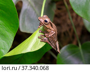 Лягушка костноголовый веслоног (лат. Polypedates otilophus) ( англ. Borneo eared frog) Стоковое фото, фотограф Галина Савина / Фотобанк Лори