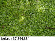 Кавказские горы, горный лес. Луг цветущей черемши (Allium ursinum). Вид с воздуха. Caucasian mountains, mountain forest. Meadow of flowering wild garlic (Allium ursinum). Aerial view. Стоковое фото, фотограф Евгений Романов / Фотобанк Лори