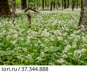 Кавказские горы, горный лес. Луг цветущей черемши (Allium ursinum). Caucasian mountains, mountain forest. Meadow of flowering wild garlic (Allium ursinum). Стоковое фото, фотограф Евгений Романов / Фотобанк Лори