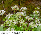 Кавказские горы, горный лес. Луг цветущей черемши (Allium ursinum). Caucasian mountains, mountain forest. Meadow of flowering wild garlic (Allium ursinum). Стоковое фото, фотограф Евгений Романов / Фотобанк Лори