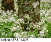 Кавказские горы, горный лес. Луг цветущей черемши (Allium ursinum). Caucasian mountains, mountain forest. Meadow of flowering wild garlic (Allium ursinum). Стоковое фото, фотограф Евгений Романов / Фотобанк Лори