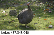 Guinea fowl walking along the green grass in the fall. Стоковое фото, фотограф Фотограф / Фотобанк Лори