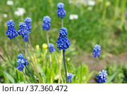 Мускари широколистный (лат. Muscari latifolium Kirk) цветет на клумбе в саду. Стоковое фото, фотограф Елена Коромыслова / Фотобанк Лори