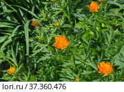 Цветущая купальница азиатская (лат. Trollius) на клумбе в саду. Стоковое фото, фотограф Елена Коромыслова / Фотобанк Лори