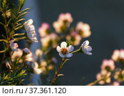 Flowering evergreen shrub Chamelacium (Chamelaucium) Стоковое фото, фотограф Irina Opachevsky / Фотобанк Лори