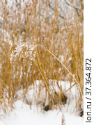 A small plant is covered with white snow. Стоковое фото, фотограф Александр Клёнов / Фотобанк Лори