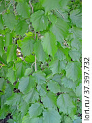 Листья лещины древовидной (медвежий орех) (Corylus colurna L.). Фон. Стоковое фото, фотограф Ирина Борсученко / Фотобанк Лори