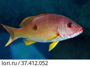 Однопятнистый луциан (Lutjanus monostigma) Стоковое фото, фотограф Татьяна Белова / Фотобанк Лори